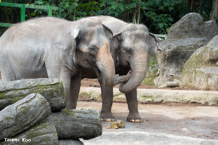 熱帶雨林區迎新篇章！臺北市立動物園啟動象群搬遷準備，讓亞洲象與非洲象先從「聞香認識」開始做鄰居
